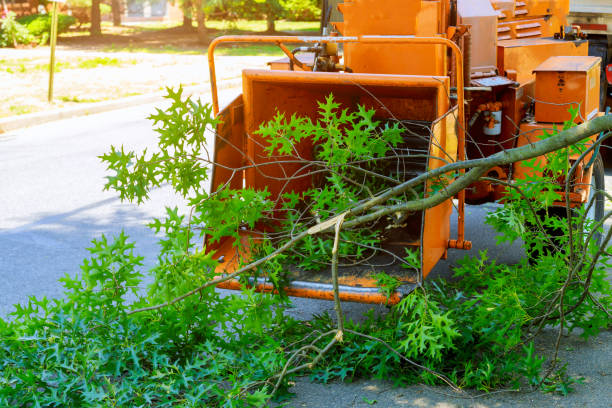 How Our Tree Care Process Works  in  Bronx, NY